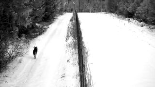 A pack of wolves "patrols" the border of Belarus and Lithuania