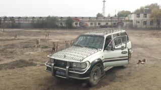 Amur tigers attacked a car with Siberian tourists