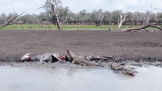 Crocodiles Eat Zebra Alive!Crocodile killed Zebra