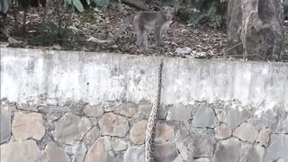 Python Swallowed Baboon Python in Action