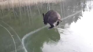 It's even a pity to shoot the poor boar