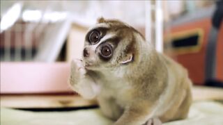 Have a nice day, everyone! :) Lori is the cutest animal in the world) lemur, lory, funny animals, cute video