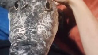 cute pet