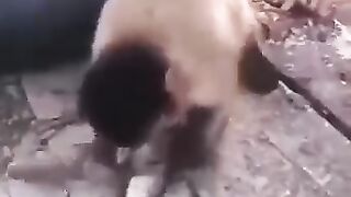 Умная обезьяна.