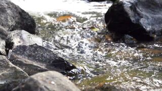 Relaxing nature sounds - gentle sounds, stress relief, meditative mind