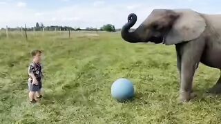 ELEPHANT FUNNY MOMENT