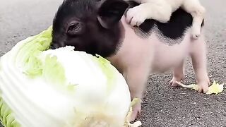 Best and cute pets having fun shorts | Funny animals shorts