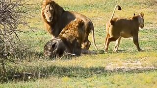 Male King Lions Fight 2022 | Amazing Wild Animals Attacks - Wild Animal Fights Caught On Camera