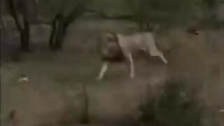 The lion lurks, not to hide, but to attack???????? l Animal fight club 91 l
