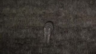 81 NIGHT CREW KILLS. Trust me.......you have time!