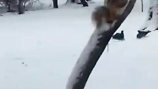 Местная белочка