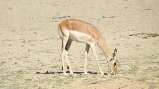 TOP 50 Insane Hunting Headshots 2022