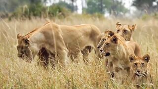 Painful Lion Is Violently Attacked By 20 Wild Dogs To Rescue Their Cubs - Lion's Fearsome Opponent