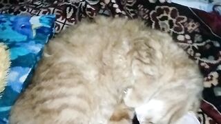 Спатульки любим.