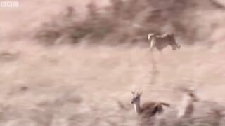 10 CRAZY Moments Predators Became Prey While Hunting | Pet Spot