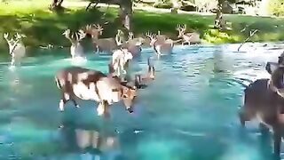 Какие красавцы,как в сказке.