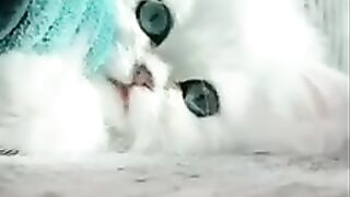 Доброй ночи!