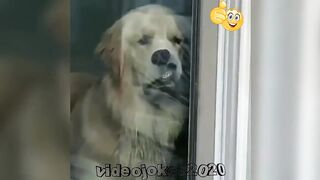 Прикольная подборка видео с собаками