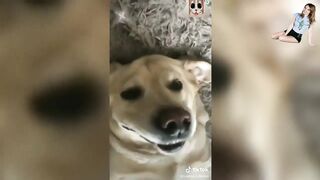 Собаки смешно улыбаются. Прикольные видео