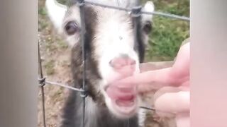 Baby Dogs - Симпатичные и смешные видео с собаками, подборка