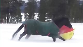 Baby Dogs