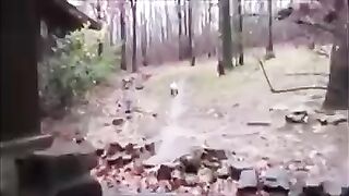 Подборка смешных видео с собаками.