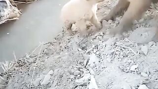 Отличная подборка с собаками!