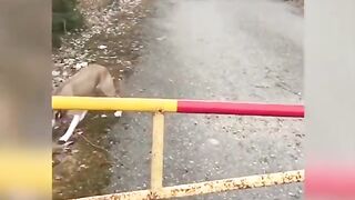 Бесподобные приколы с собаками