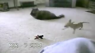 коты с собаками