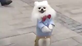 Правда о милых азиатских видео с собаками