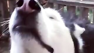 Что делают бабочки с крутыми собаками...