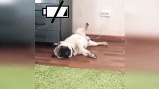 Подборка смешных видео приколов с животными