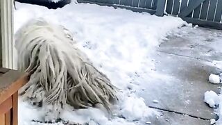 Зимнее чудо - швабра на прогулке!
