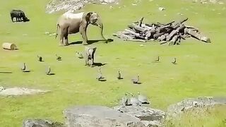 Слонёнок играется