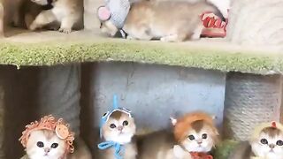 Котятки
