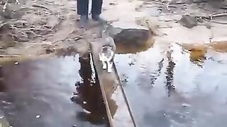 Как умный кот переходит ручей