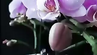 Волшебная красота.