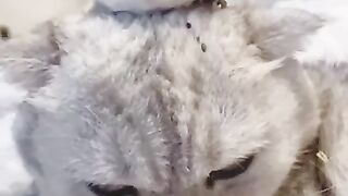 funny animals 2