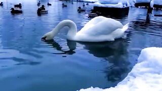 Лебединая семья на заснеженном  ландшафте.