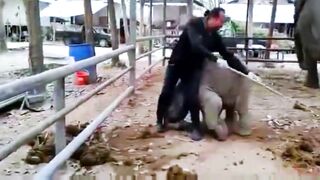 Шаловливый слоненок.