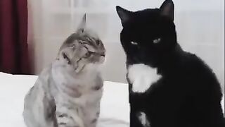 Приколы с кошками ,,????????????????
