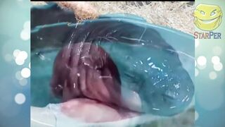 Funny Animals 2022 February ???? Cats ???? Dogs ???? Cute Pets ???? Compilation 8