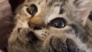 Забавный котёнок.