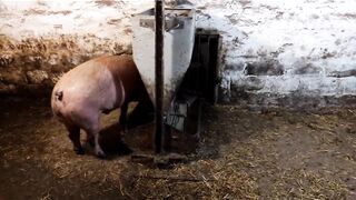 мои дворовые Свинтусы! но за скрещиванием слежу!