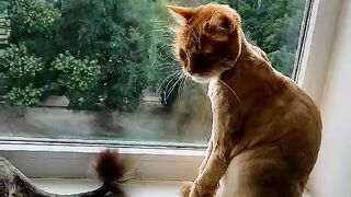 На окошке 2 кошки и кот