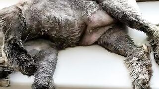 Feline Window Watchers You Wont Believe What These 2 Cats Do! (2 кошки на окошке)