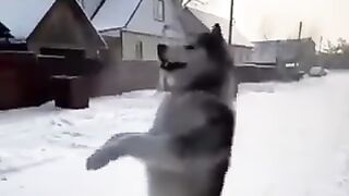 Красавчик.