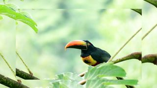 BIRDS LIFE |BEAUTIFULL NATURES CREATION