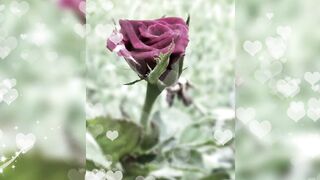 Valentine's Day – February 14, 2023