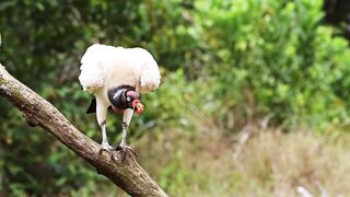 King Vulture